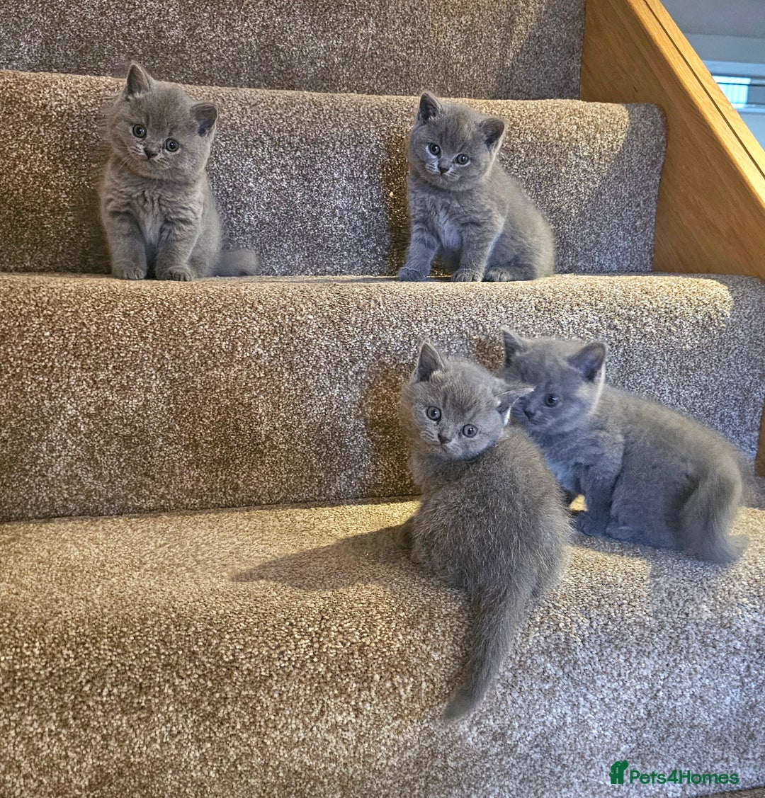 British Shorthair cats for sale: Beautiful Pedigree British Blue Kittens  🐾 - Advert 2
