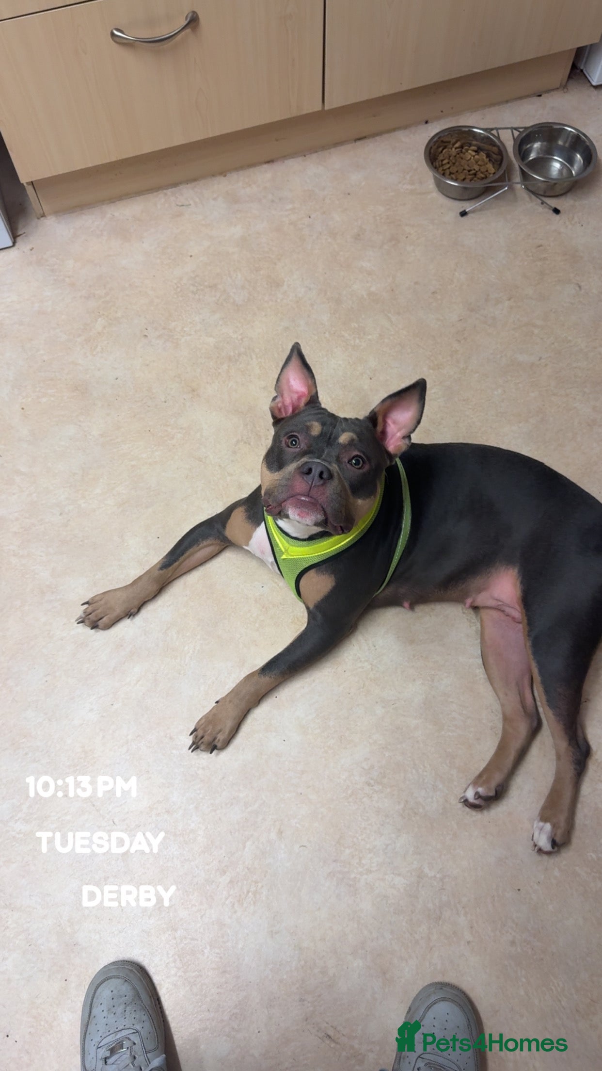 Mixed Breed dogs 1yr old Pocket bully  - Advert 1