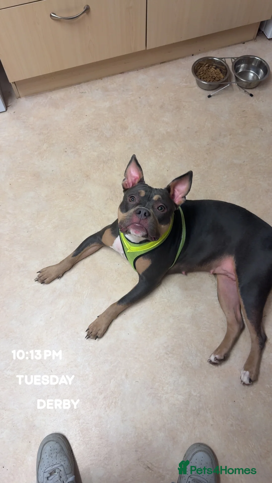 Mixed Breed dogs for sale: 1yr old Pocket bully  - Advert 1