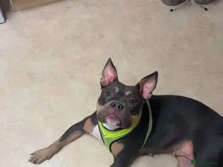 Mixed Breed dogs 1yr old Pocket bully - Advert 1