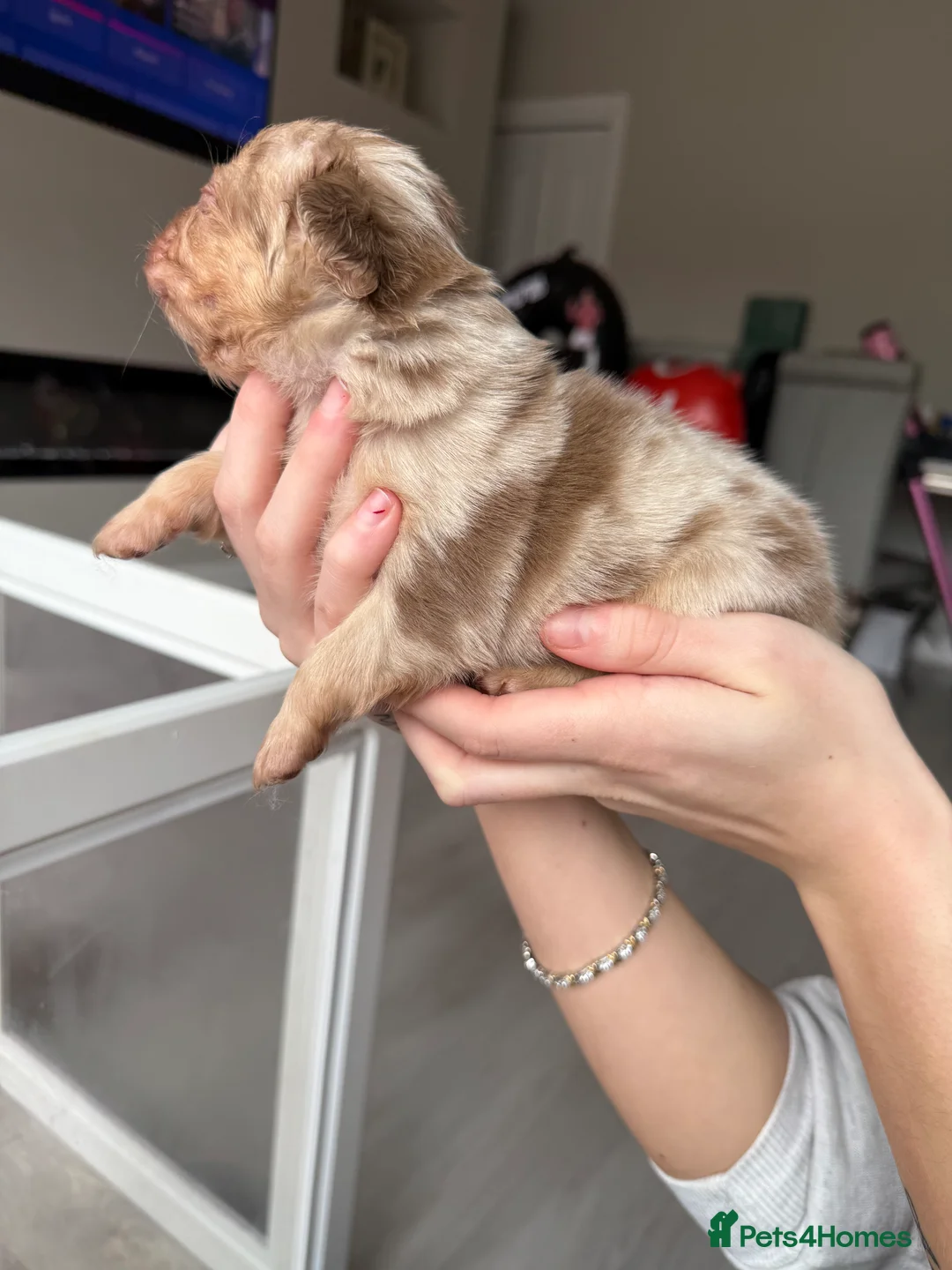 French Bulldog dogs for sale: Full fluffy frenchies  - Advert 21