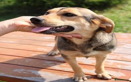 Mixed Breed dogs for adoption: 💖🐶 LOLLY 🐶💖 - Image 15