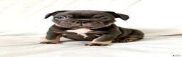 French Bulldog dogs for sale: Stunning French Bulldog Pups  - Advert 2