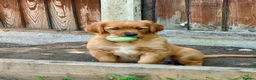 Golden Retriever dogs for sale: Beautiful Golden retriever puppies - Advert 3