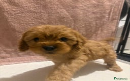Cavapoo dogs for sale: Adorable red cavapoo pups - Advert 5