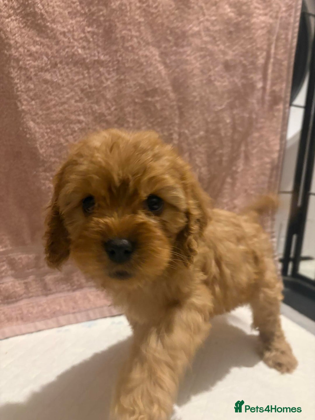 Cavapoo dogs for sale: Adorable red cavapoo pups - Advert 5