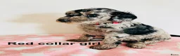 Cockapoo dogs for sale: Stunningly unique health/DNA tested Cockapoos  - Advert 31