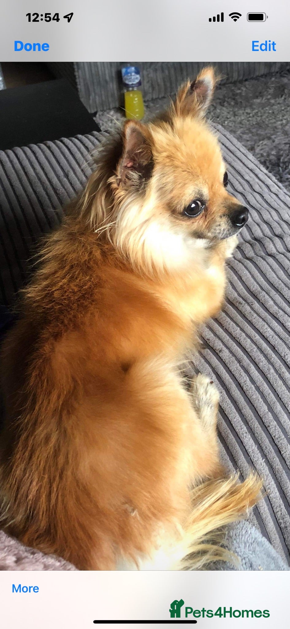 Chorkie dogs Father and son, for rehome together  - Advert 6