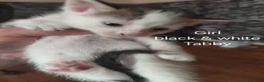 British Shorthair 4
