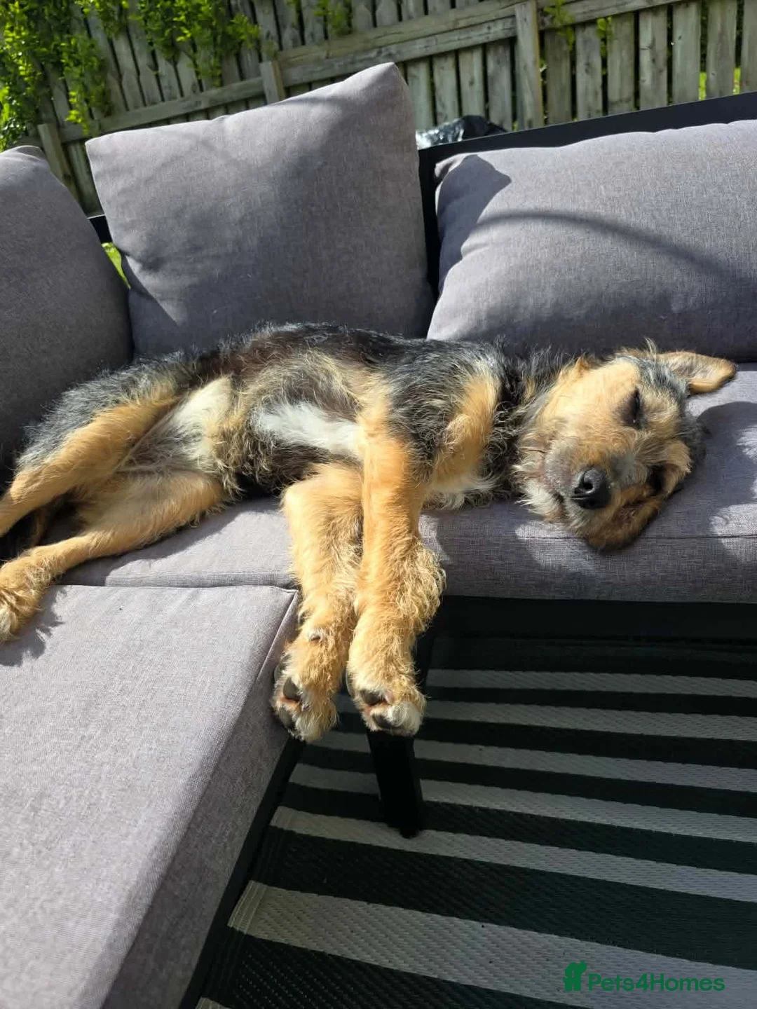 Mixed Breed dogs for adoption: ☀️SUNNY - OUR LITTLE RAY OF SUNSHINE ☀️  in Morecambe - Advert 11