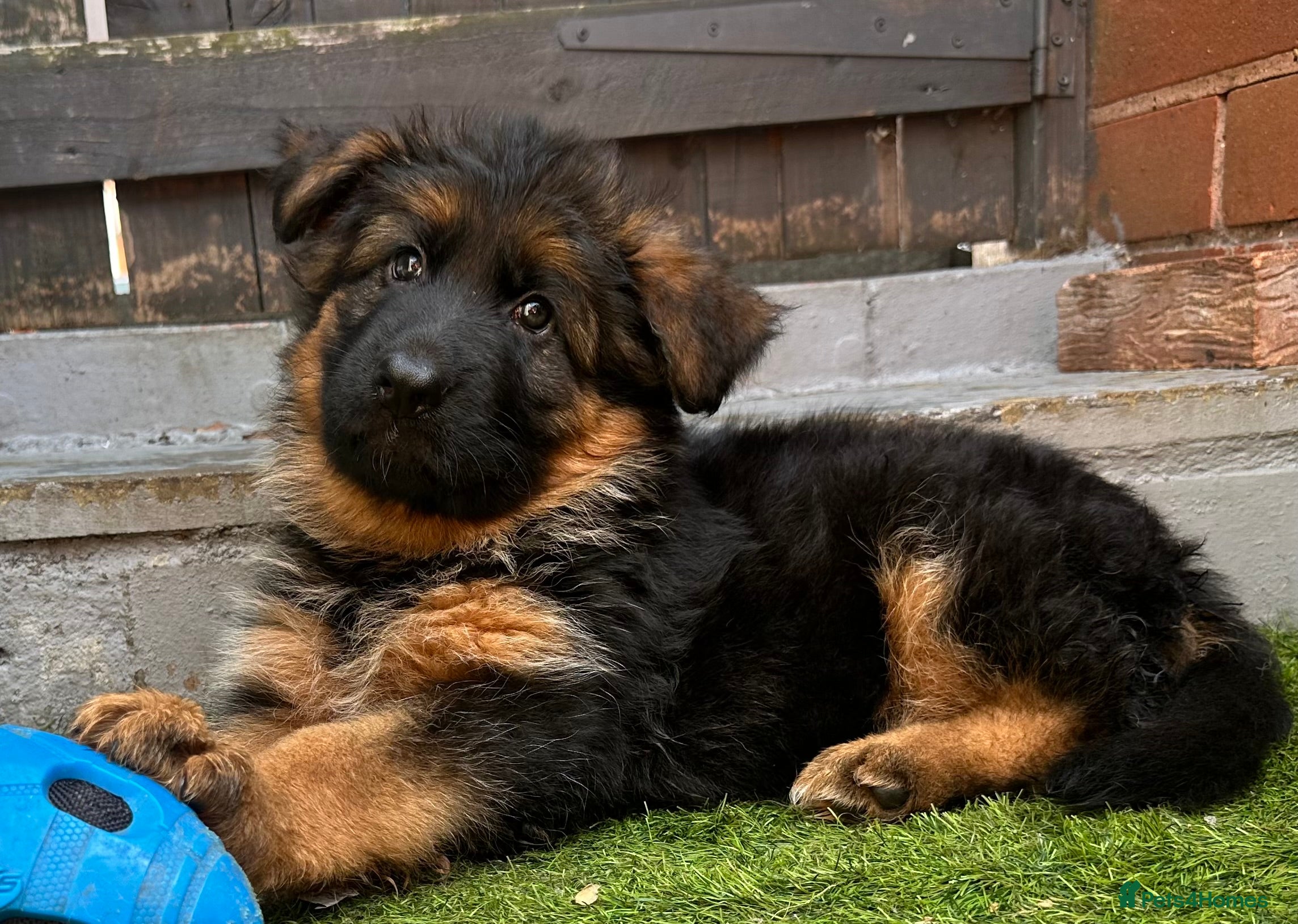 German Shepherd dogs 💥Champion🩸line GermanShepherd puppy’s LH GSD - Advert 2