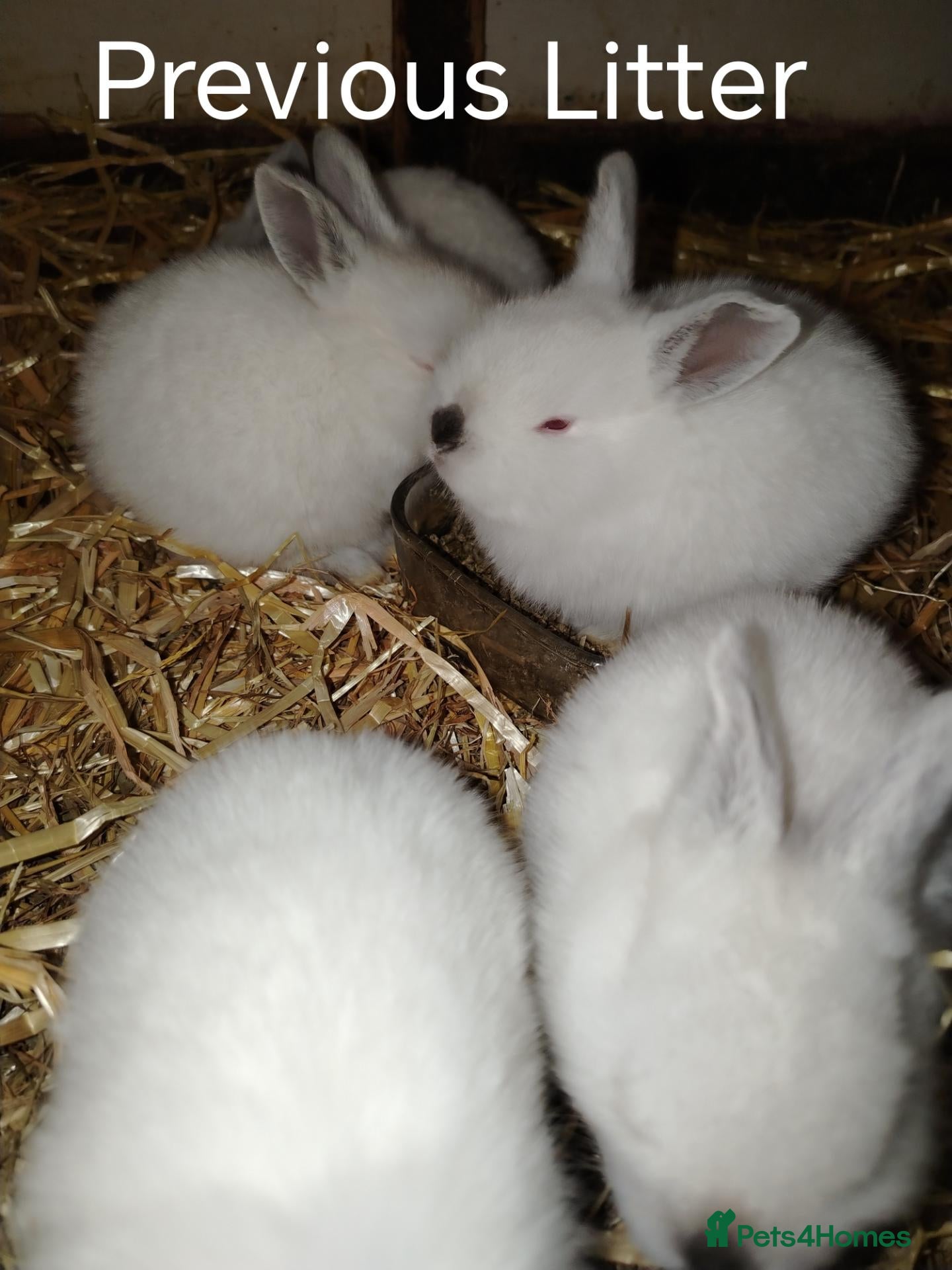 Californian rabbits Californian White Rabbits – Ready to Leave NOW - Advert 1