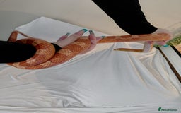Corn Snake reptiles for sale: Corn snake  - Image 2