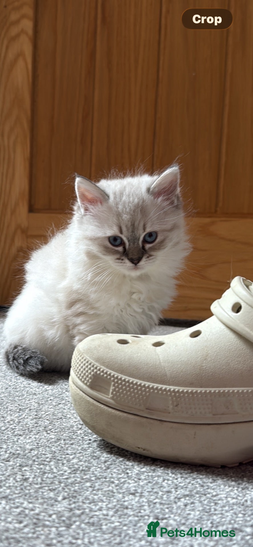 Ragdoll cats Ragdoll girl  ready now  - Advert 5