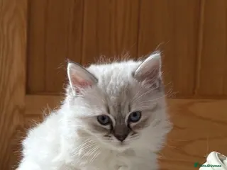 Ragdoll cats Ragdoll girl ready now - Advert 5
