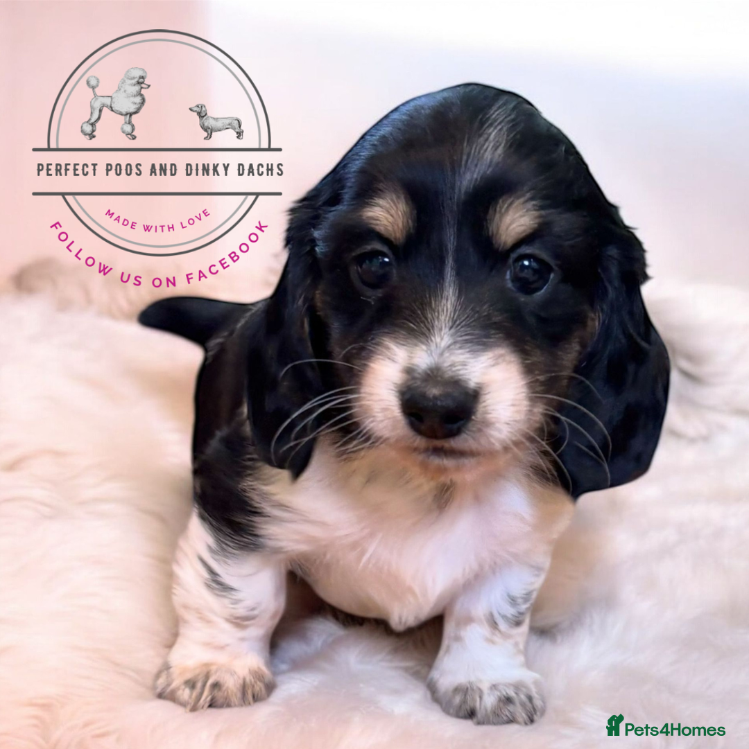 Miniature Dachshund dogs for sale: KC Registered Cream Long Hair Miniature Dachshunds - Advert 16