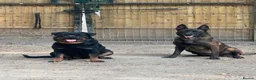 Rottweiler dogs for sale: Rottweiler Looking for forever home  - Advert 3