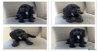 Cocker Spaniel dogs - Advert 7