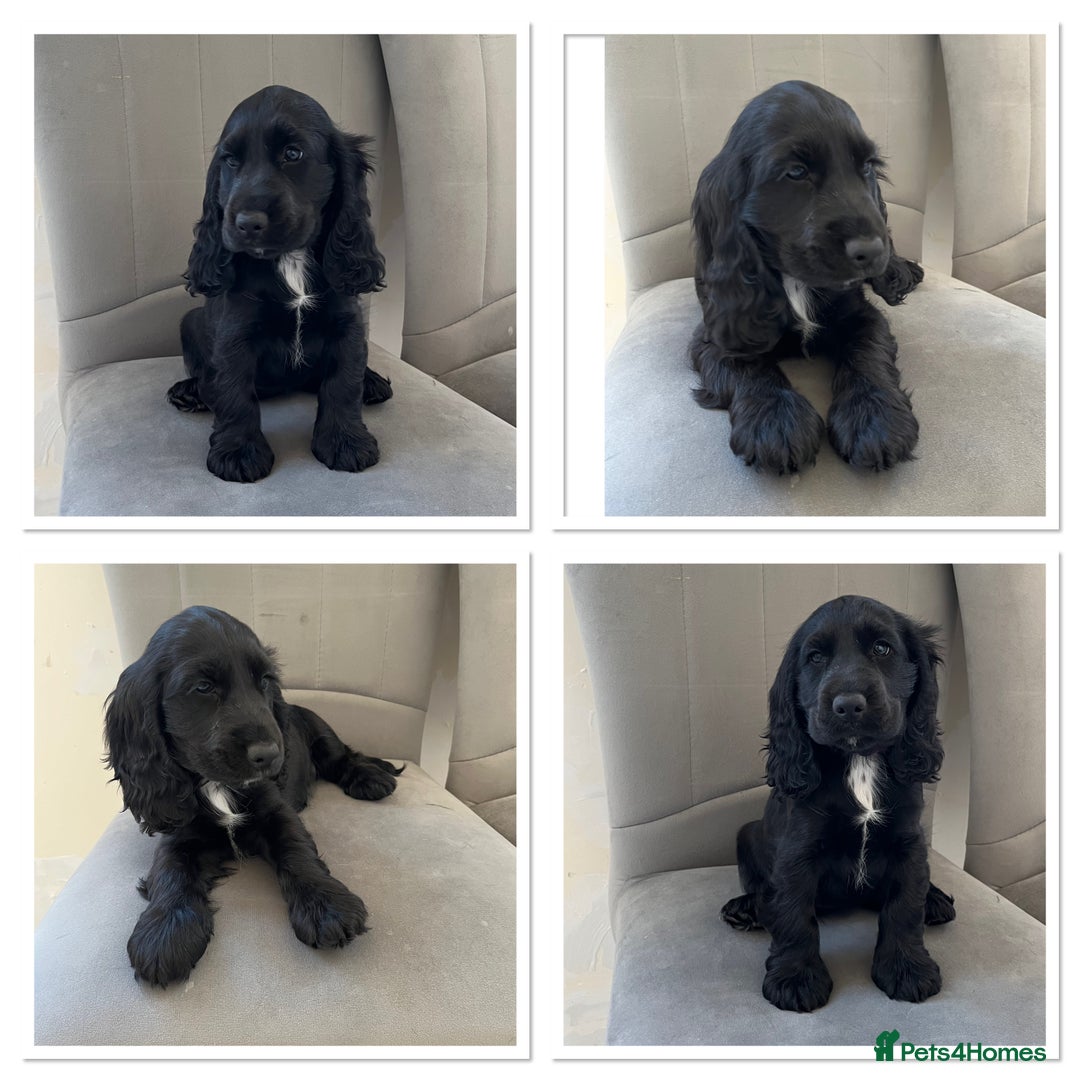 Cocker Spaniel dogs for sale: Beautiful Cocker Spaniel Puppies  - Image 2