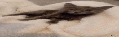 Russian Blue 2