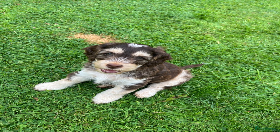 Gallery Image {{count}}