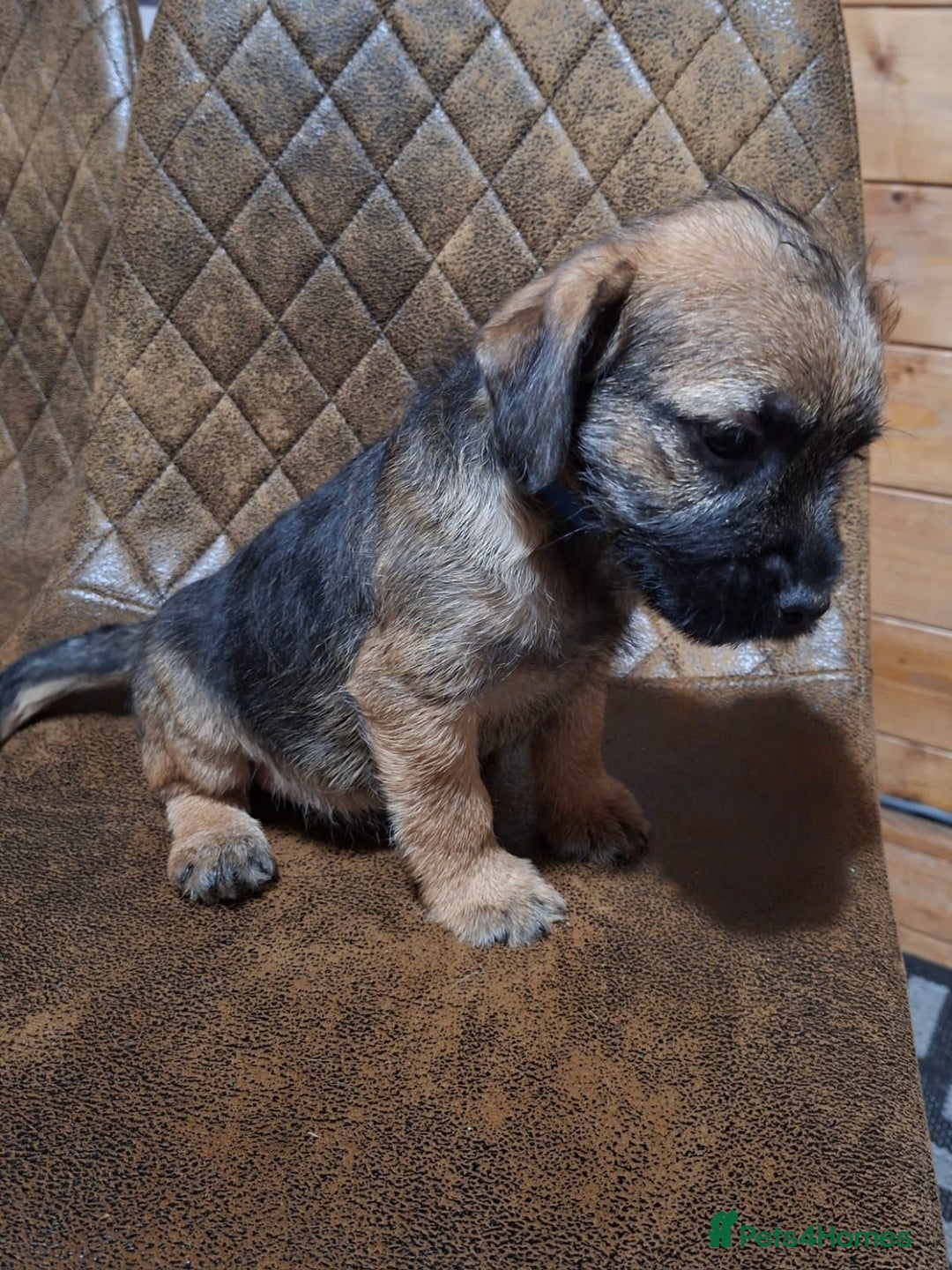 Border Terrier dogs for sale: KC REGISTERED MALE BOARDER TERRIER, - Advert 1