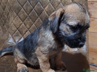 Border Terrier dogs KC REGISTERED MALE BOARDER TERRIE. - Advert 3
