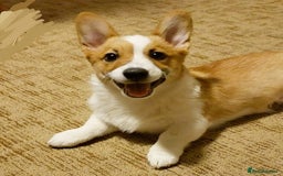 Welsh Corgi Pembroke dogs for sale: Lovely Pembroke Welsh Corgi Boy - Image 3