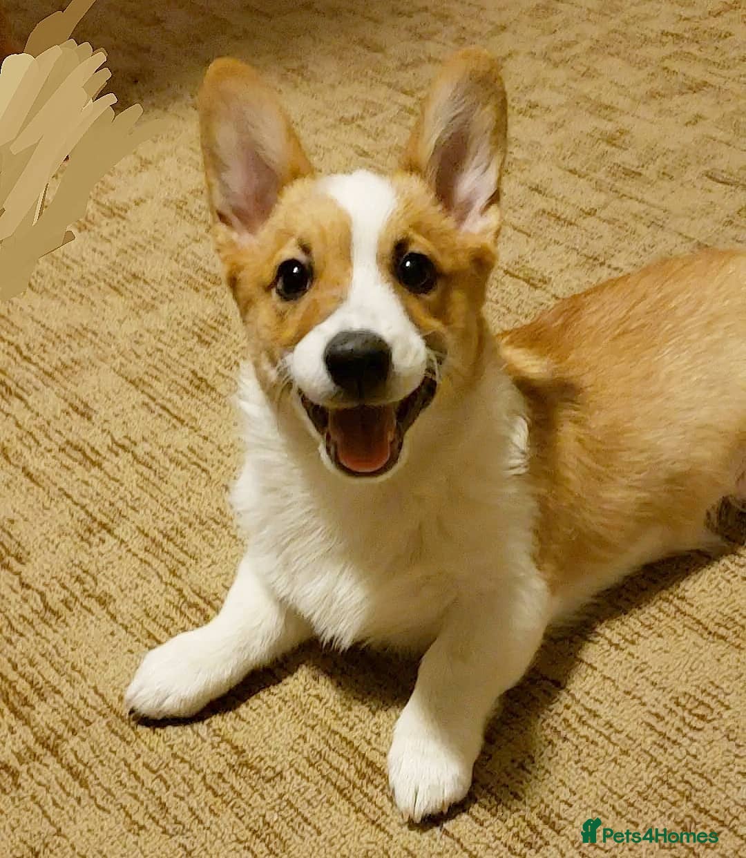 Welsh Corgi Pembroke dogs for sale: Lovely Pembroke Welsh Corgi Boy - Image 3