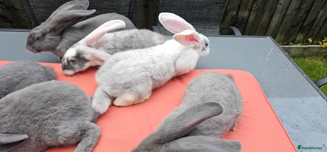 Continental Giant rabbits for sale: Merle colours  , rusian blue fur  - Image 22