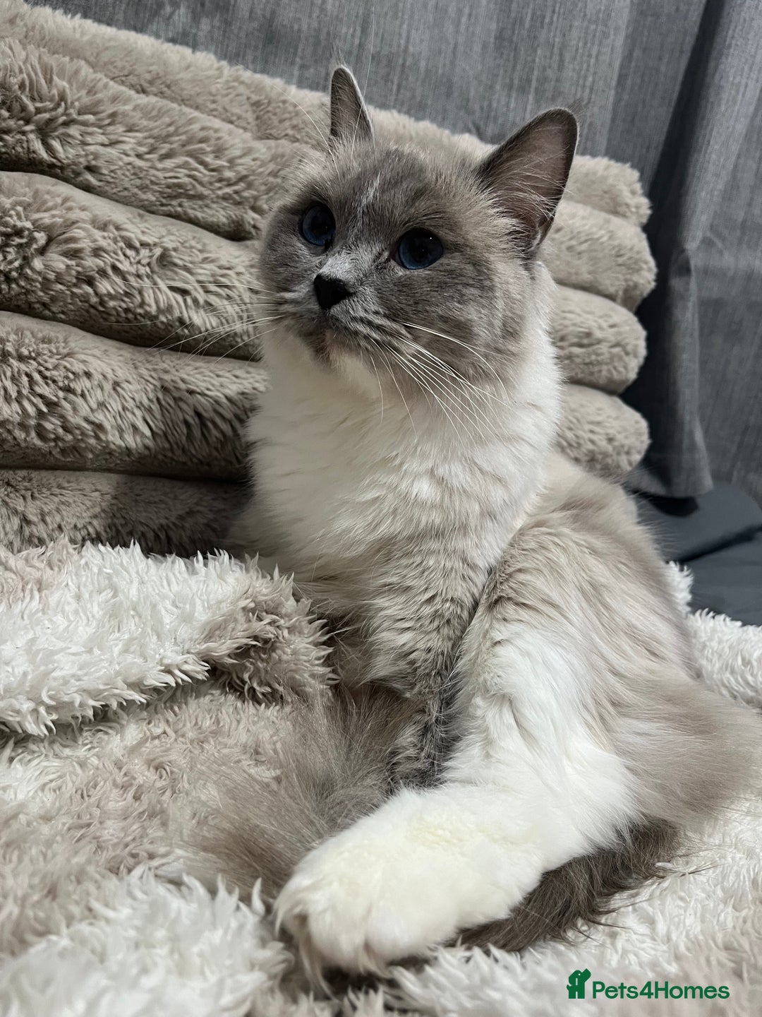 Ragdoll cats for sale: BEAUTIFUL FULL PEDIGREE RAGDOLL KITTENS - Advert 8