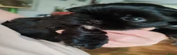 Shih Tzu dogs for sale: Beautiful Black Shih Tzu Puppies  - Advert 9