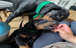 Dobermann dogs for sale: Beautiful Doberman puppies 3 boys 3 girls for sale - Image 25