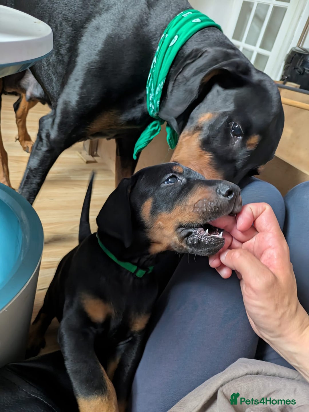 Dobermann dogs for sale: Beautiful Doberman puppies 3 boys 3 girls for sale - Image 25