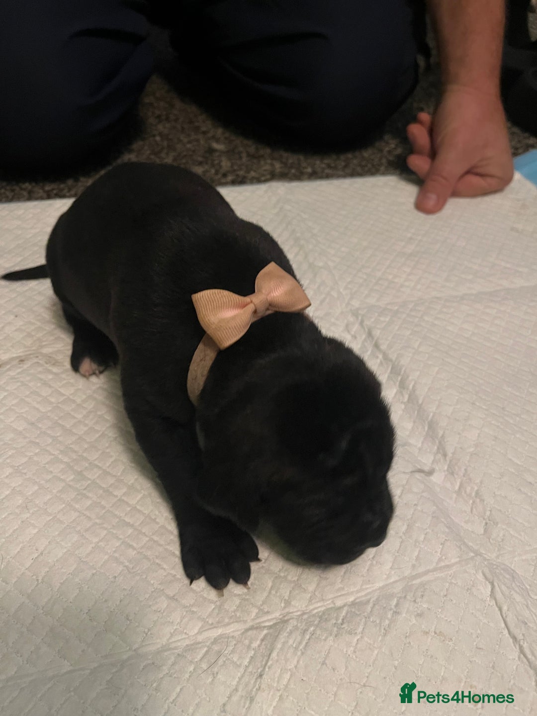 Cane Corso dogs for sale: Full Cane Corso Puppies x5 girls x5 Boys - Advert 14