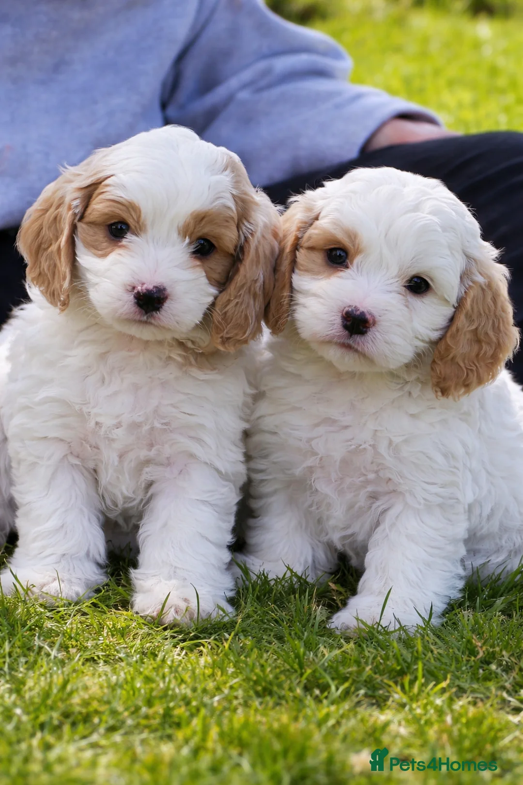 Cavapoo dogs for sale: Cavpoo - Advert 2