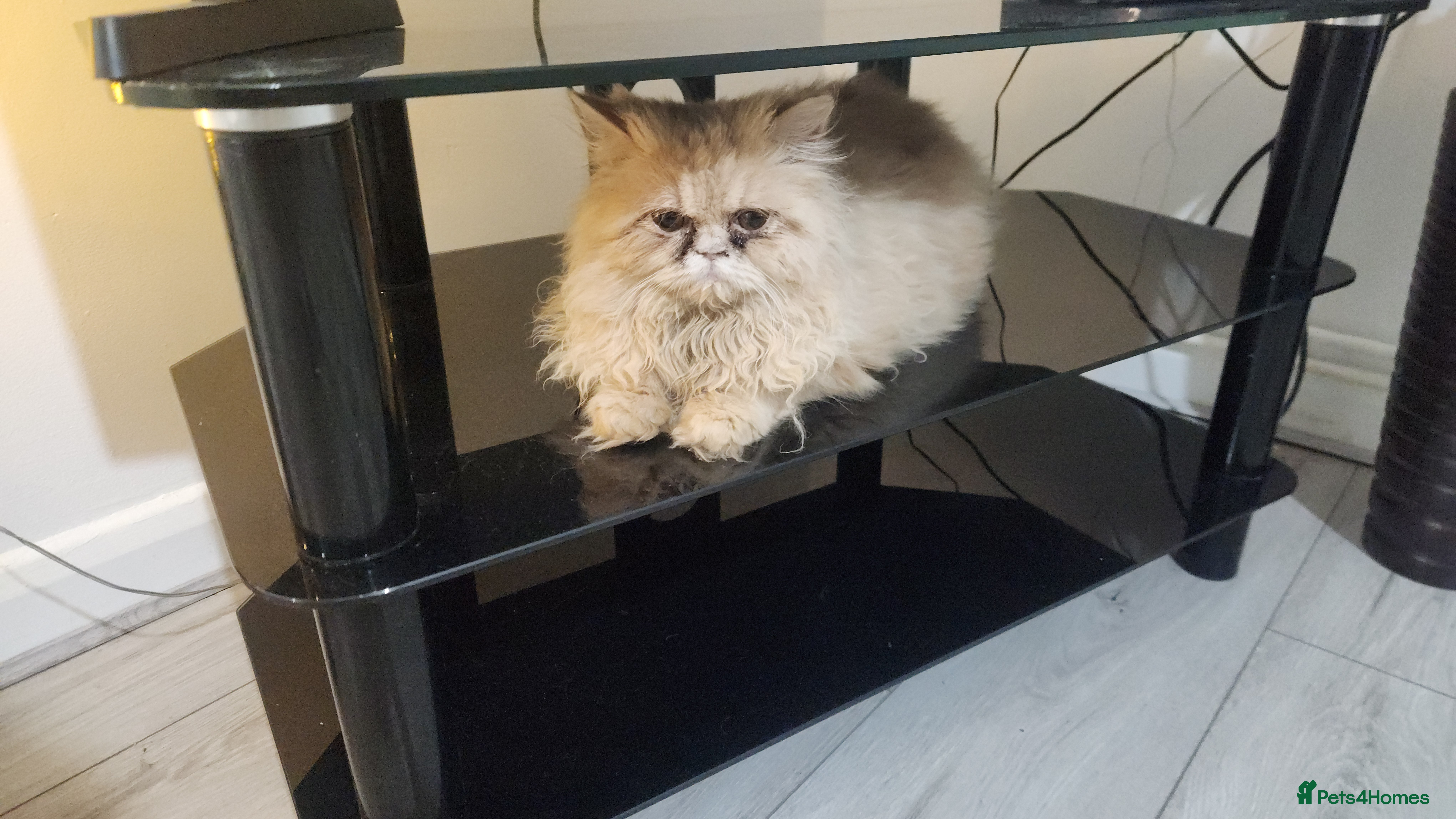 Persian cats Pure Persian Kitten  - Advert 1