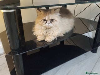 Persian cats for sale: Pure Persian Kitten - Advert 2