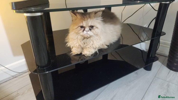 Persian cats Pure Persian Kitten - Advert 1