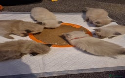 Ragdoll cats for sale: Ragdoll kittens  - Advert 11