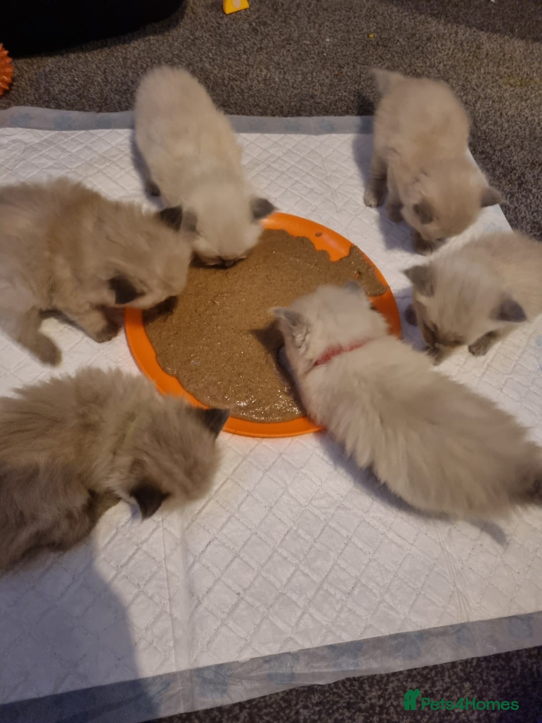 Ragdoll cats for sale: Ragdoll kittens  - Advert 11