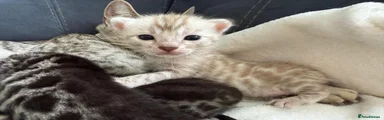 Bengal 4