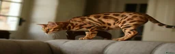 Bengal cats for sale: Registered pedigree bengal kittens - Advert 7