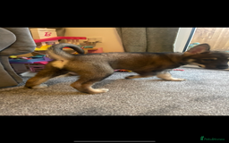 German Shepherd dogs for sale: Male German shepherd puppy ready now - Image 7