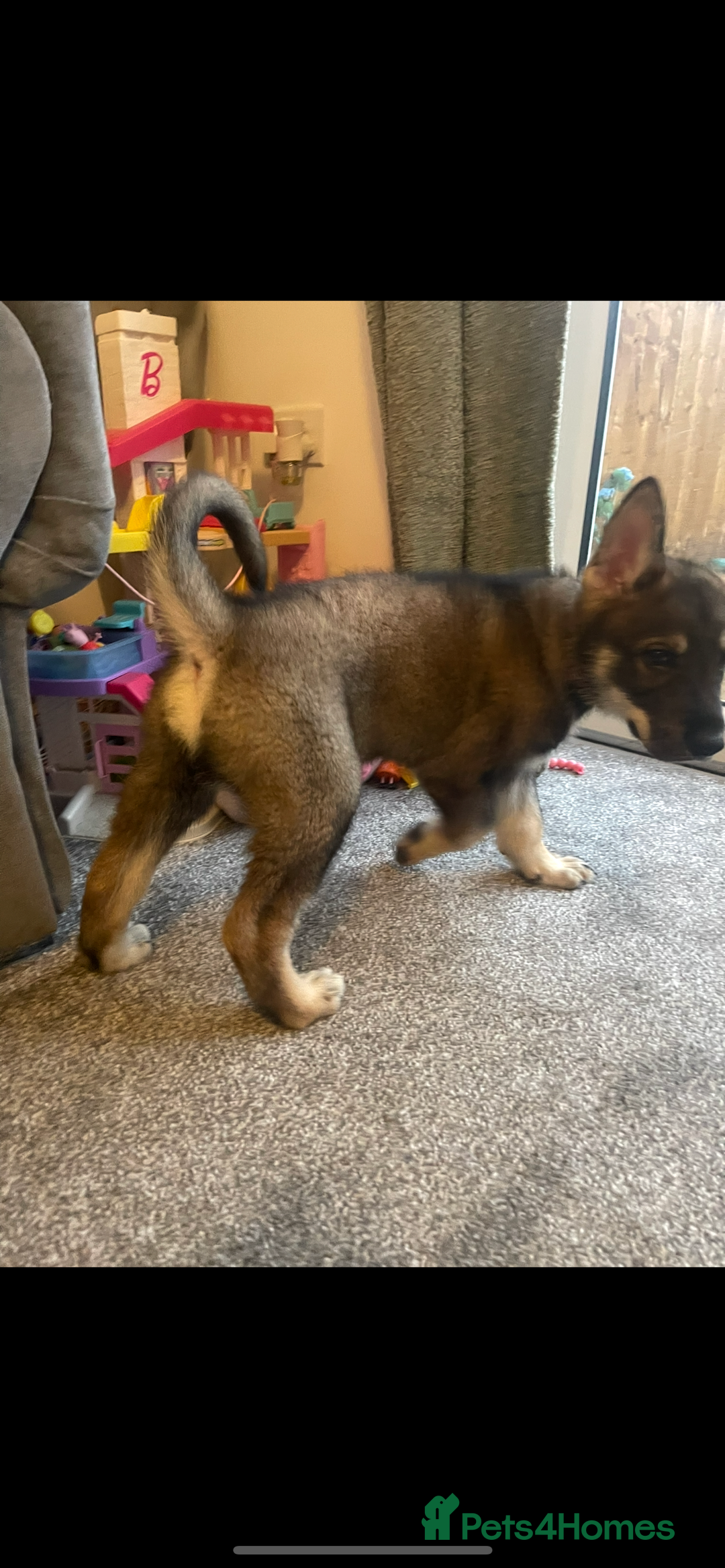 German Shepherd dogs for sale: Male German shepherd puppy ready now - Image 7