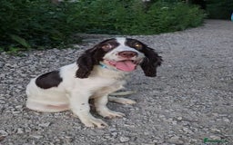 Cocker Spaniel dogs for sale: Cocker Spaniel Puppies  in Poole - Image 2