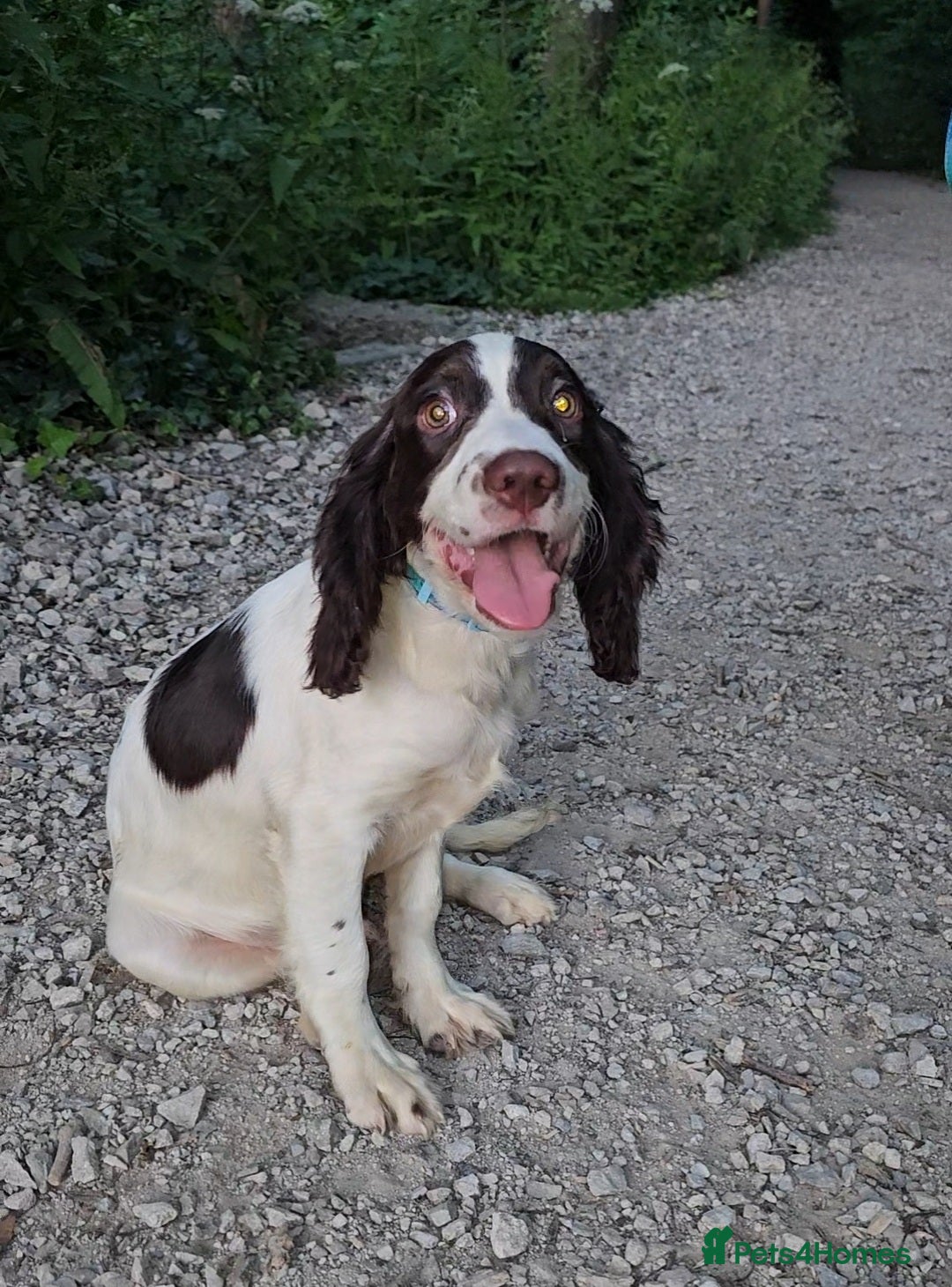 Cocker Spaniel dogs for sale: Cocker Spaniel Puppies  in Poole - Image 2