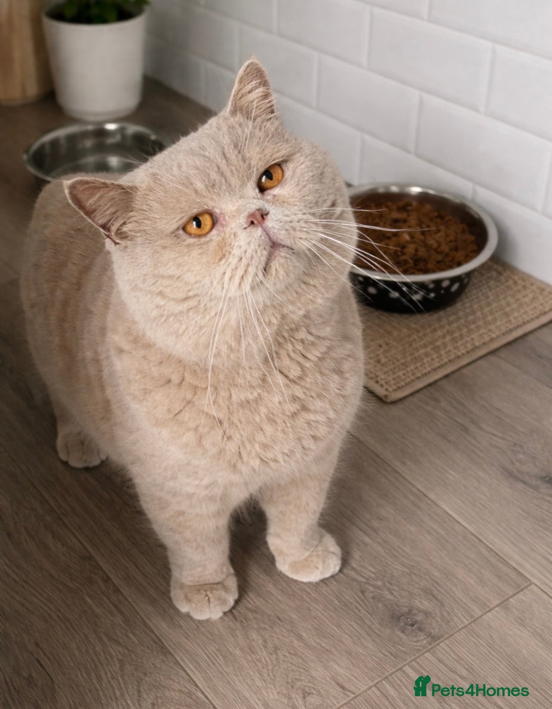 British Shorthair cats for stud: 🔥 FAWN STUD CARRYING CINNAMON GCCF AND TICA  - Advert 5