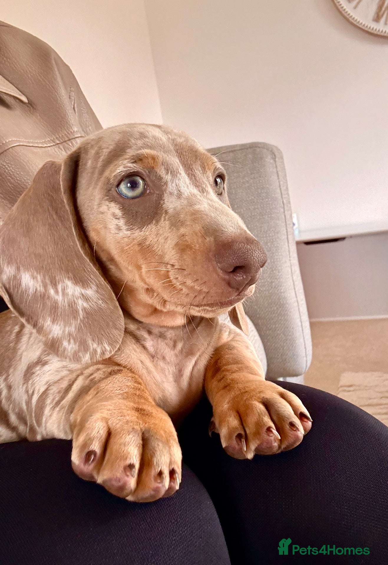 Miniature Dachshund dogs Male dachshund for sale  - Advert 2