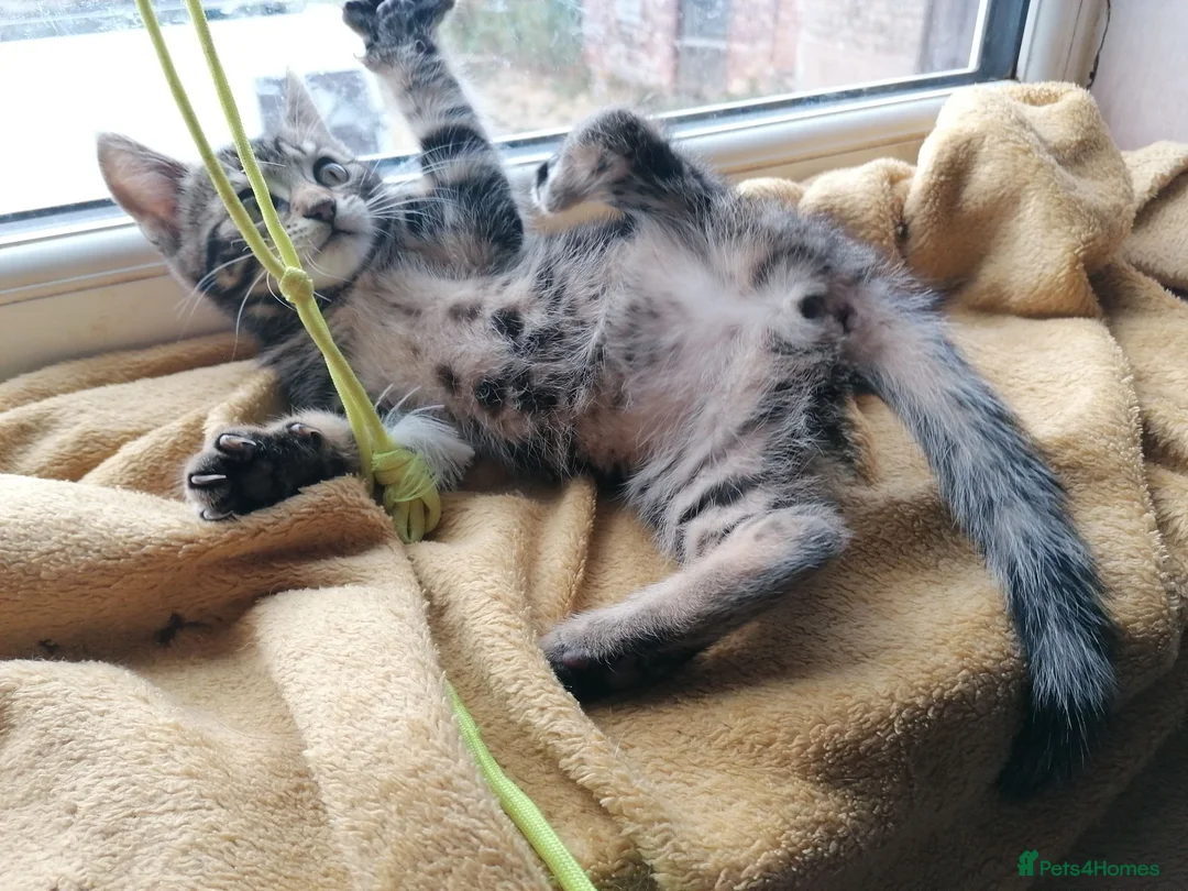 Mixed Breed cats for sale: Beautiful kittens  - Advert 2